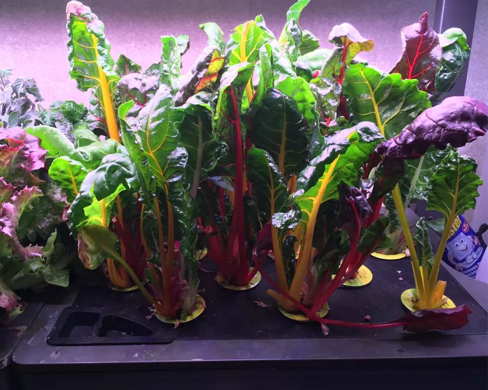 swiss-chard--best-for-beginners