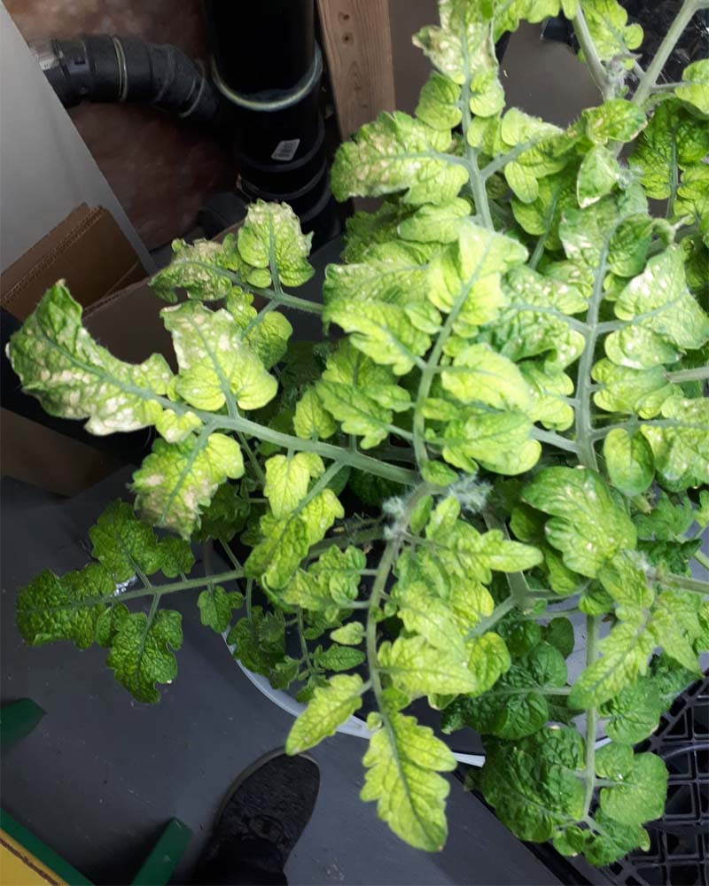 Young hydroponic tomato leaves turning uniformly pale yellow from a sulfur deficiency.