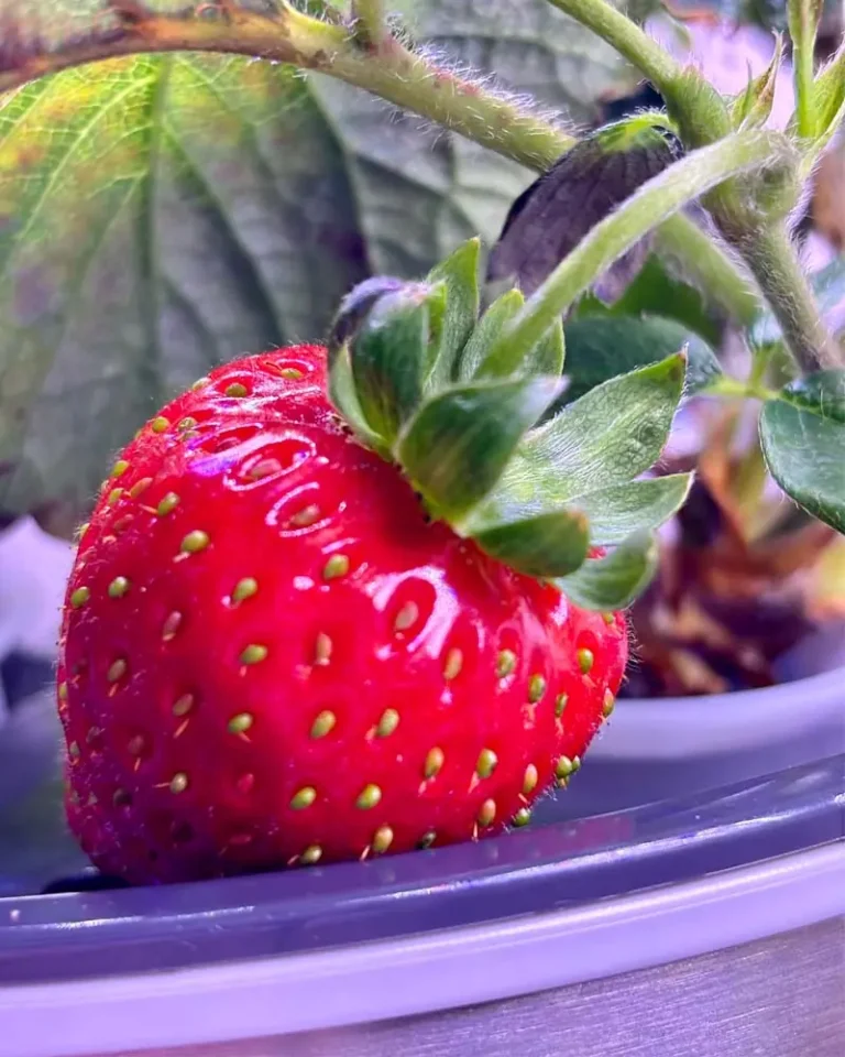 Top 5 High-Margin Hydroponic Crops for 2026