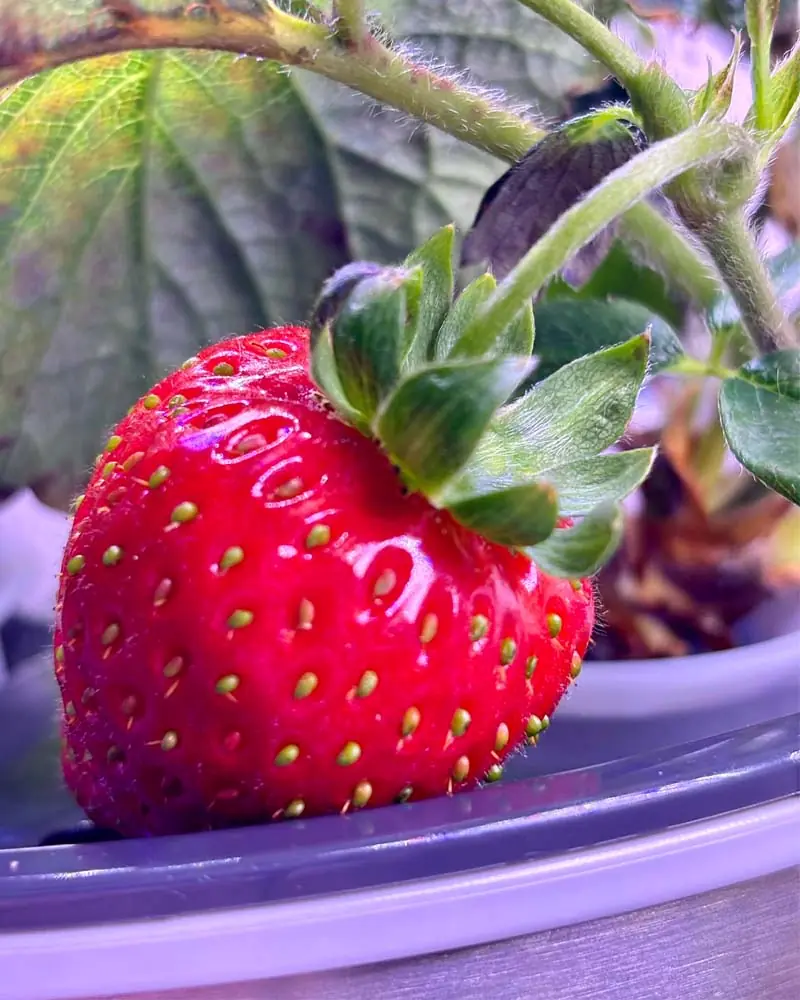 strawberry