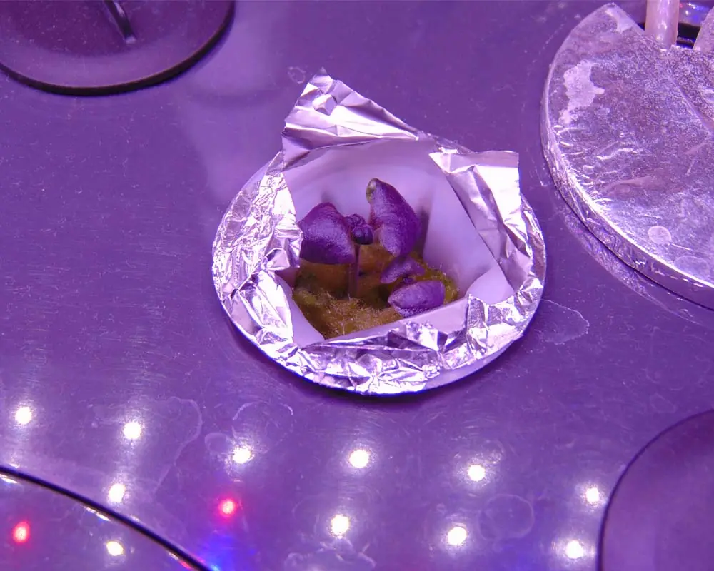 growing-basil-in-aerogarden-bounty