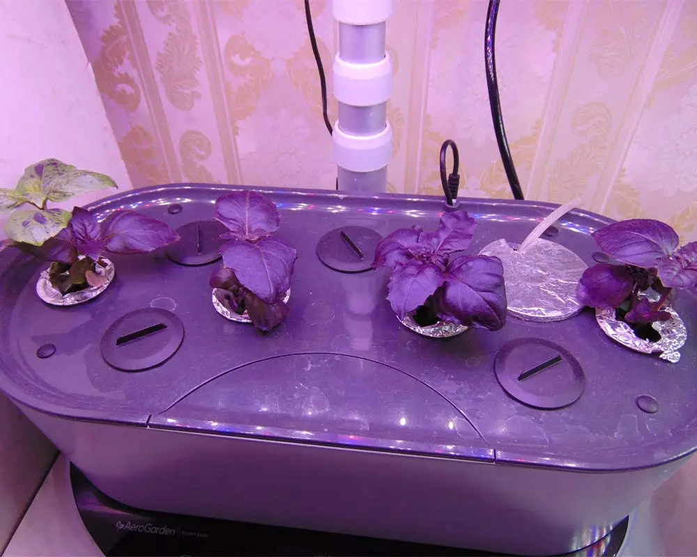 growing-basil-in-aerogarden-bounty