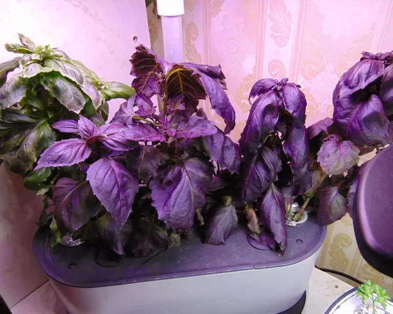 Growing Basil in an AeroGarden Bounty: A Deep-Dive Case Study