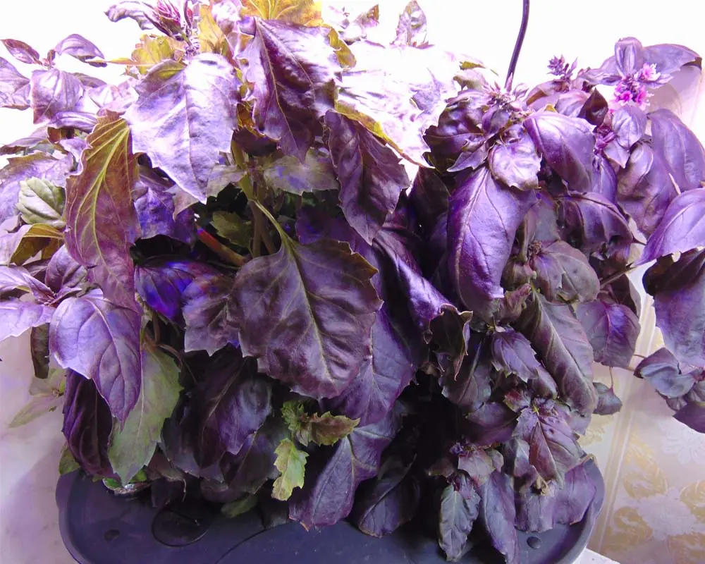 growing-basil-in-aerogarden-bounty