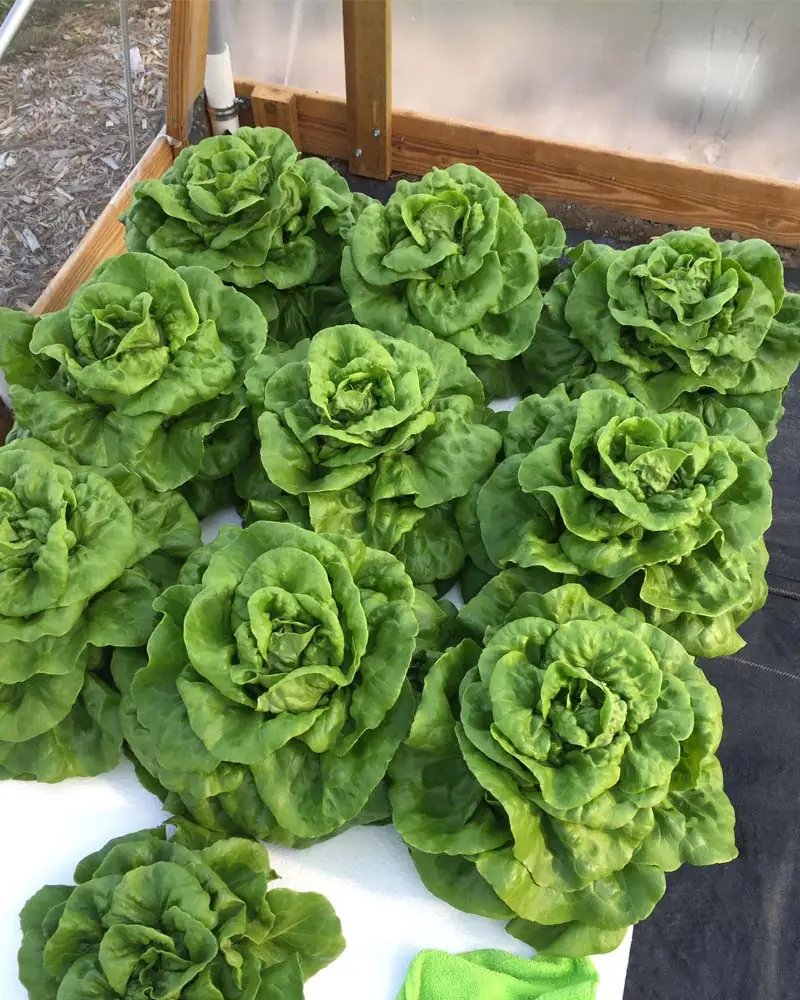 butterhead-lettuce-hydroponics