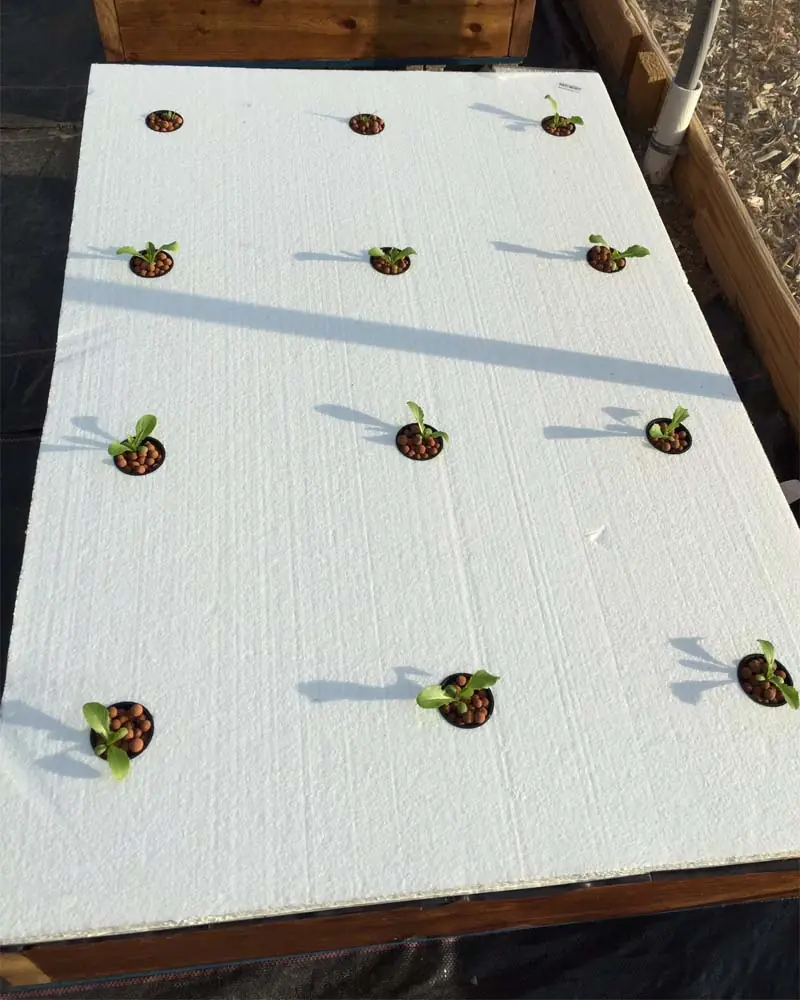 butterhead-lettuce-hydroponics