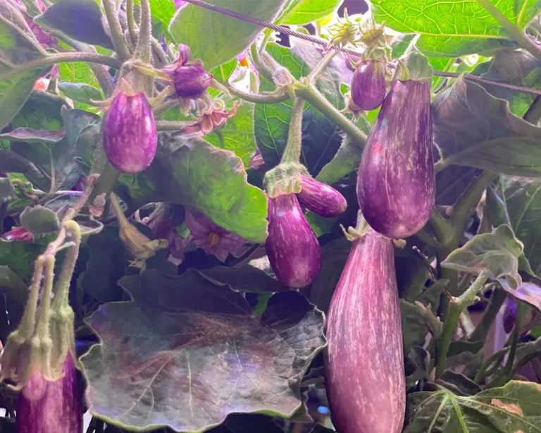 A Guide to Growing Fairytale Eggplants in Your AeroGarden Farm 12XL