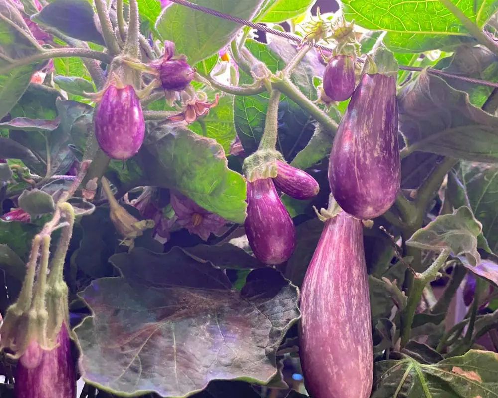 growing-fairytale-eggplant-in-agfarm