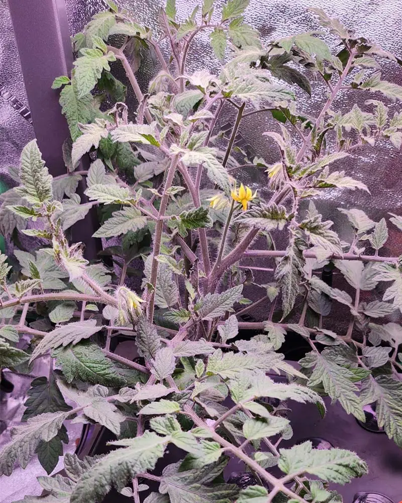 oregon-spring-tomatoes-in-aerogarden-farm