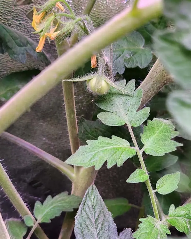 oregon-spring-tomatoes-in-aerogarden-farm