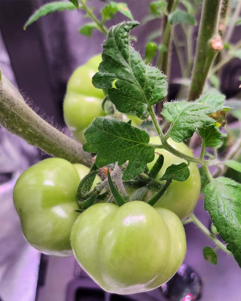 oregon-spring-tomatoes-in-aerogarden-farm