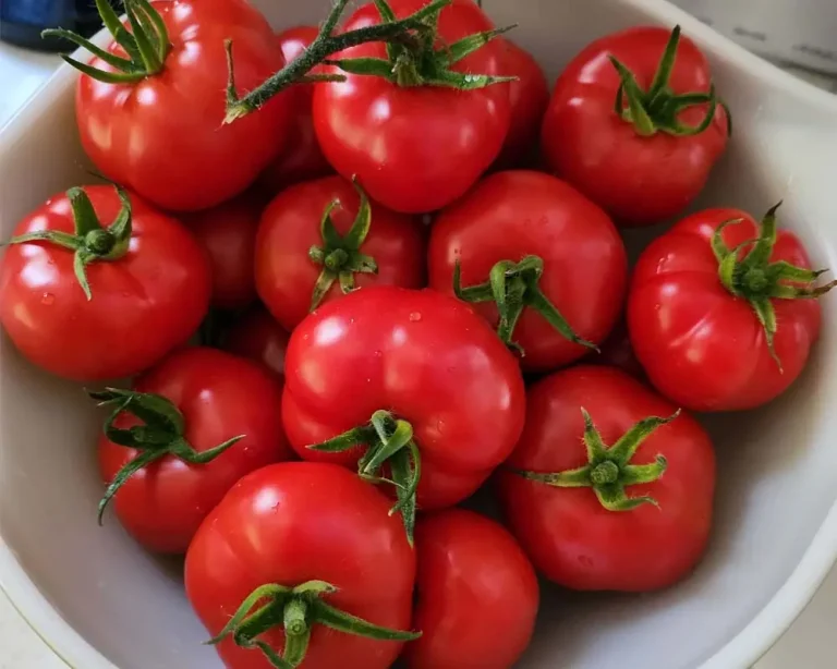 Growing Oregon Spring Tomatoes in the AeroGarden Farm 12XL