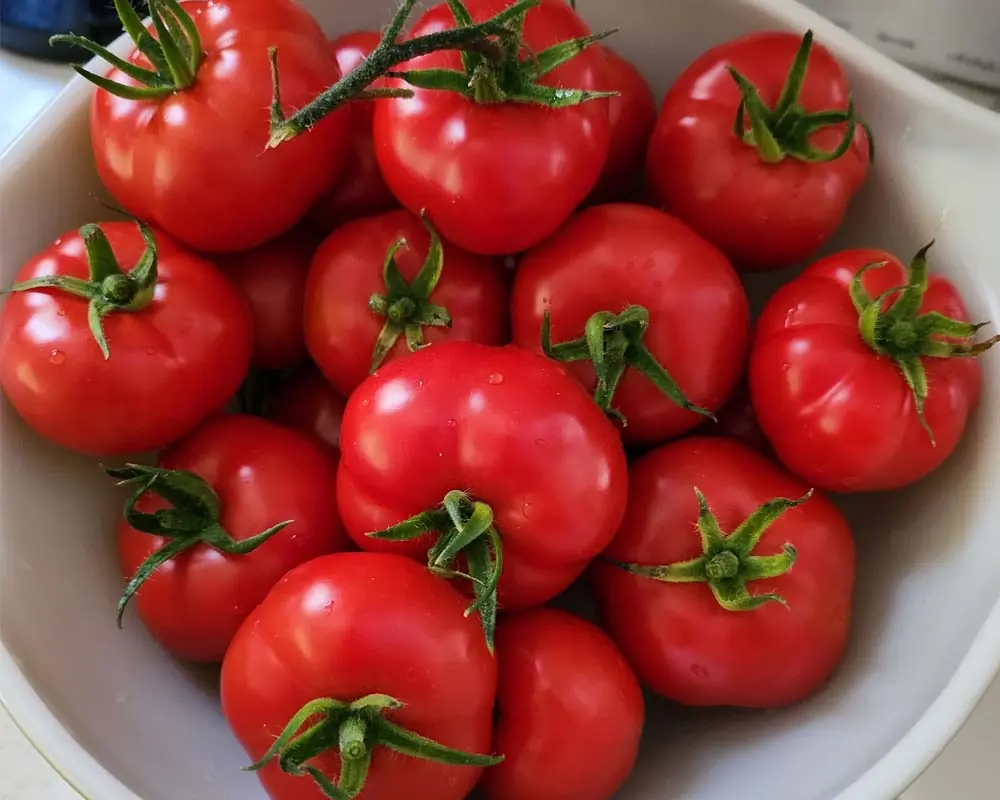 oregon-spring-tomatoes-in-aerogarden-farm