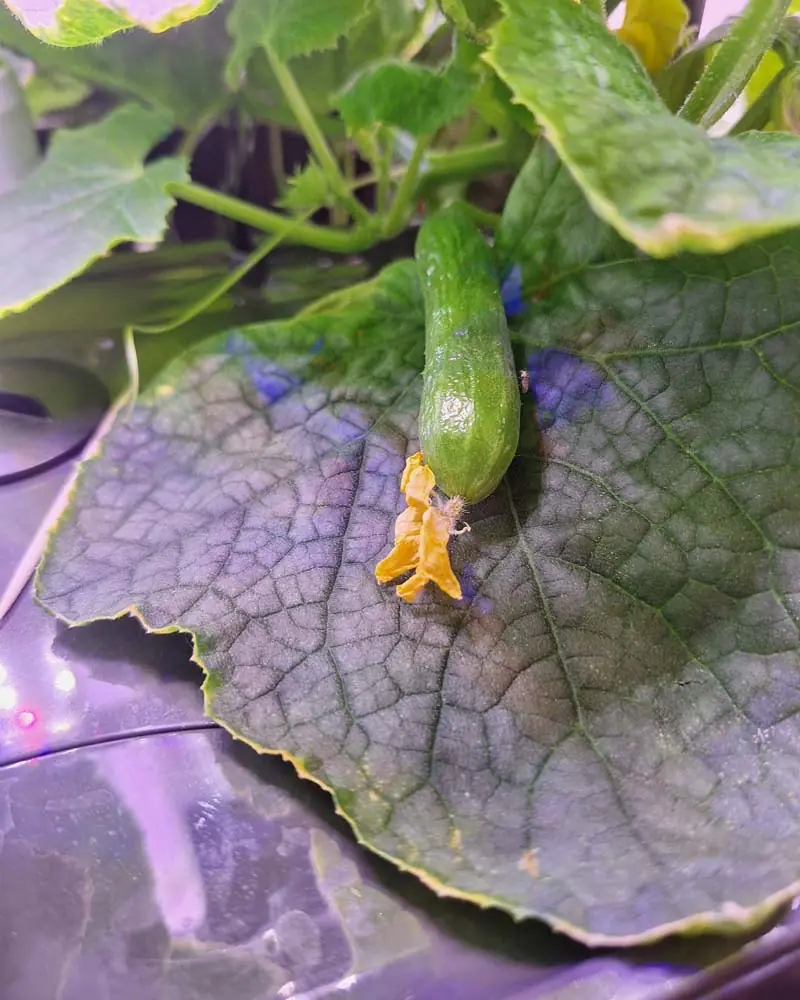 growing-quick-snack-cucumbers-aerogarden-bounty