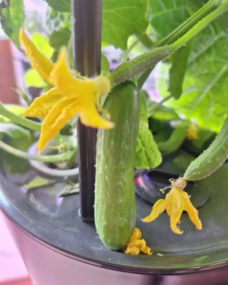 Growing Quick Snack Cucumbers in My AeroGarden Bounty