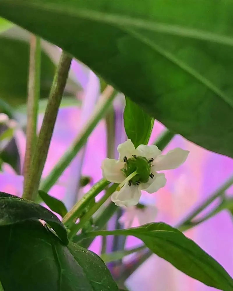 thai dragon pepper flowering