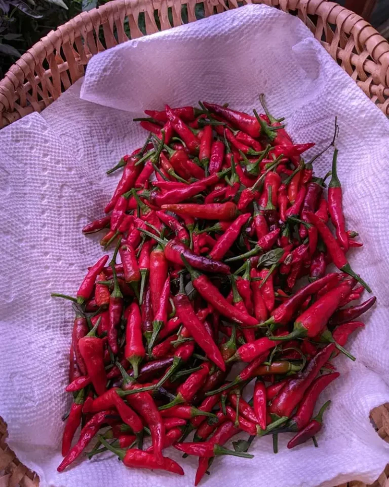 Growing Thai Dragon Peppers in the AeroGarden Farm 24XL: A Complete Guide