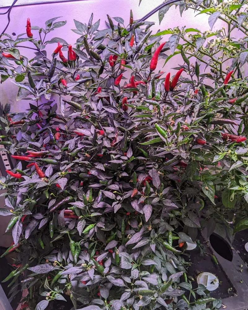 thai dragon pepper is ready to harvest