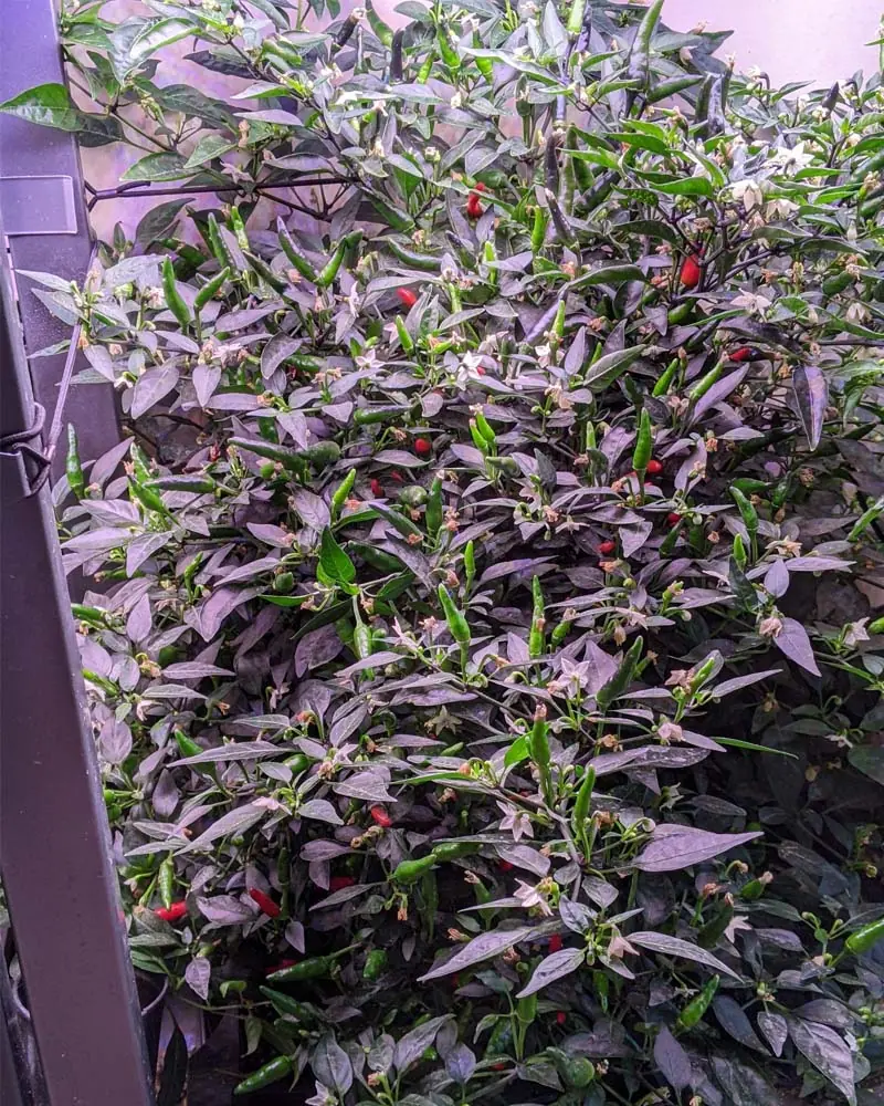 thai dragon pepper fruiting