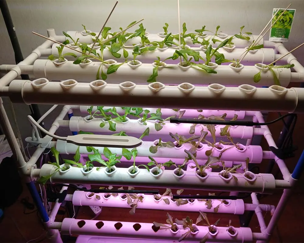growing-tom-thumb-lettuce-in-a-vivosun-hydroponics