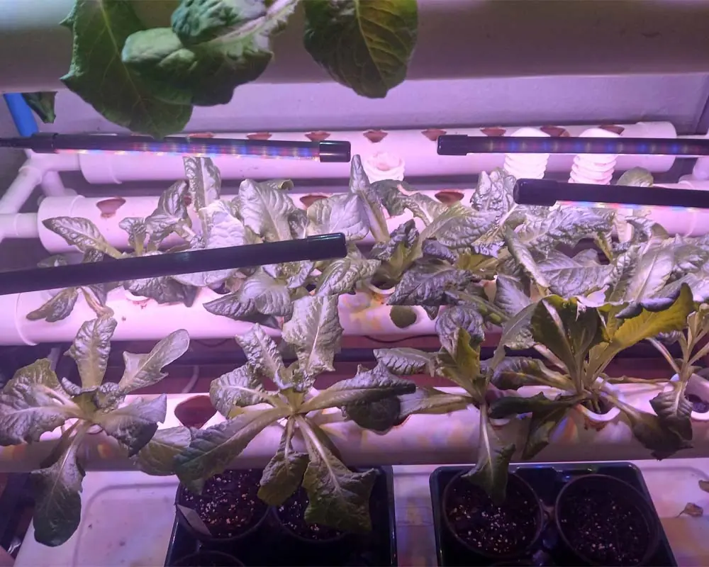 growing-tom-thumb-lettuce-in-a-vivosun-hydroponics