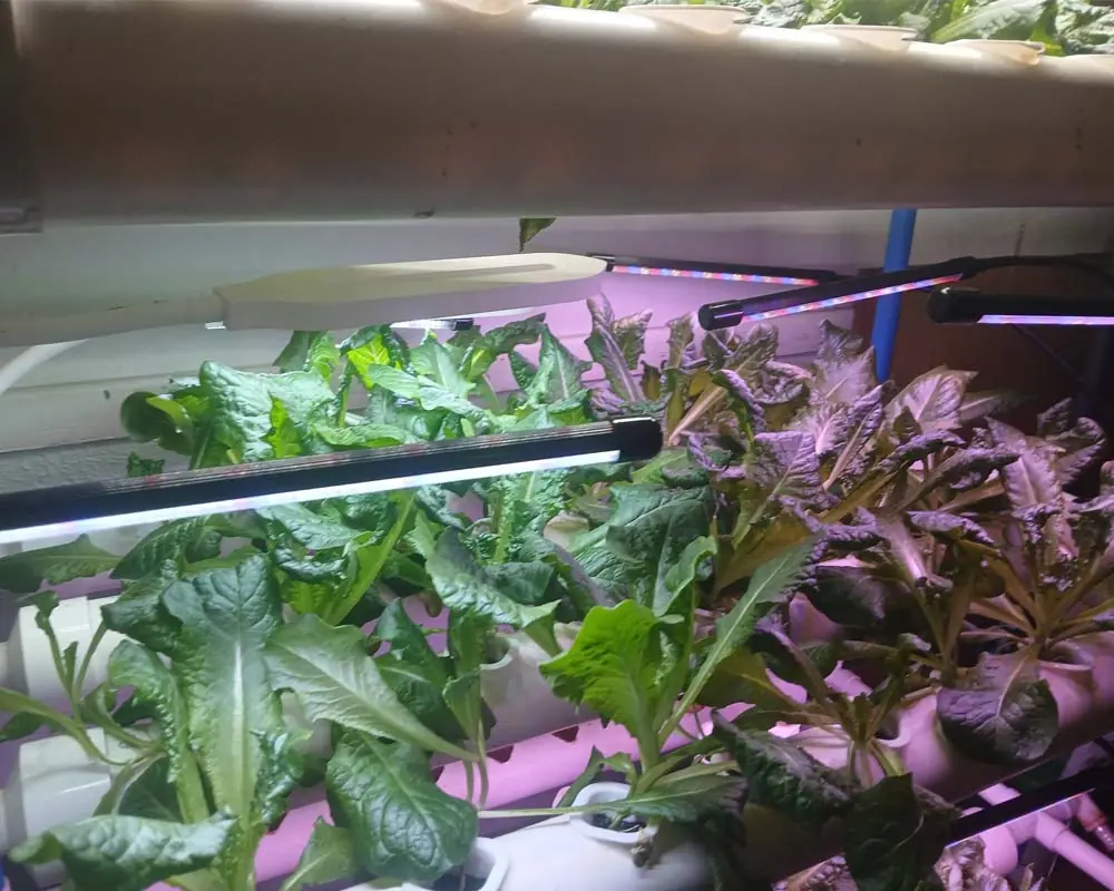 growing-tom-thumb-lettuce-in-a-vivosun-hydroponics