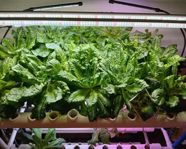 How to Grow Tom Thumb Lettuce in a Vivosun NFT Hydroponic System