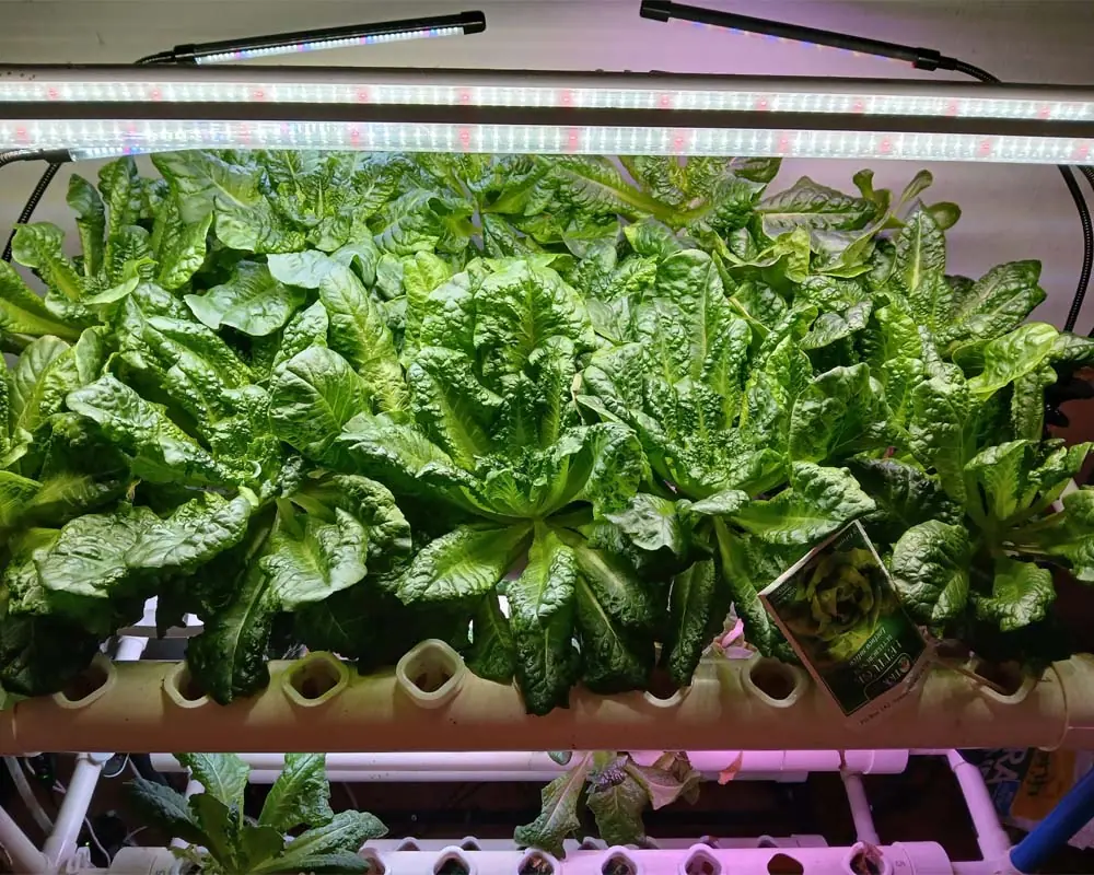growing-tom-thumb-lettuce-in-a-vivosun-hydroponics