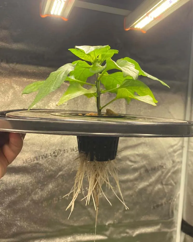 orange-sun-pepper-in-kratky-hydroponics