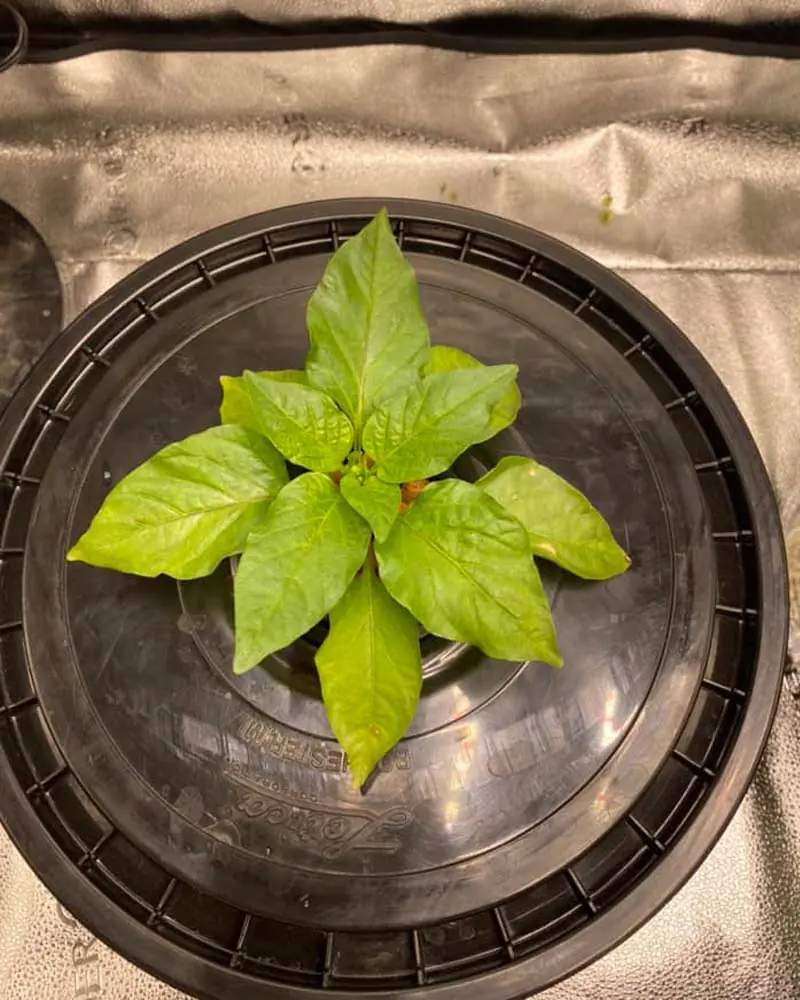 orange-sun-pepper-in-kratky-hydroponics
