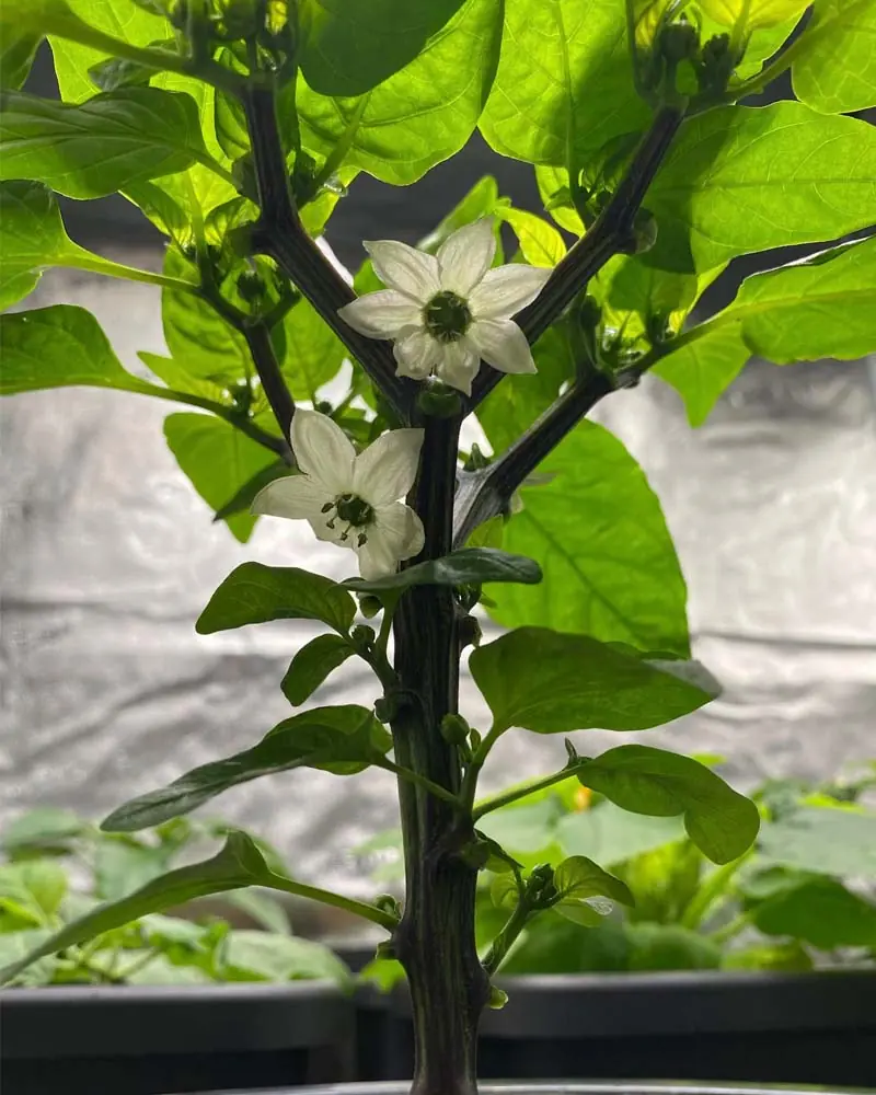 orange-sun-pepper-in-kratky-hydroponics