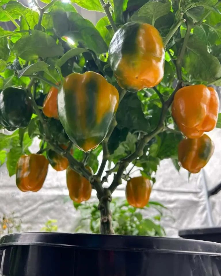 My Journey Growing Orange Sun Peppers with the Kratky Method