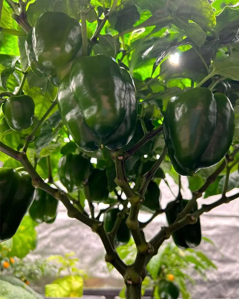 orange-sun-pepper-in-kratky-hydroponics