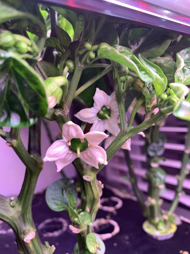 Growing Sweet Peppers in the AeroGarden Farm 24 XL Day 79 flowering