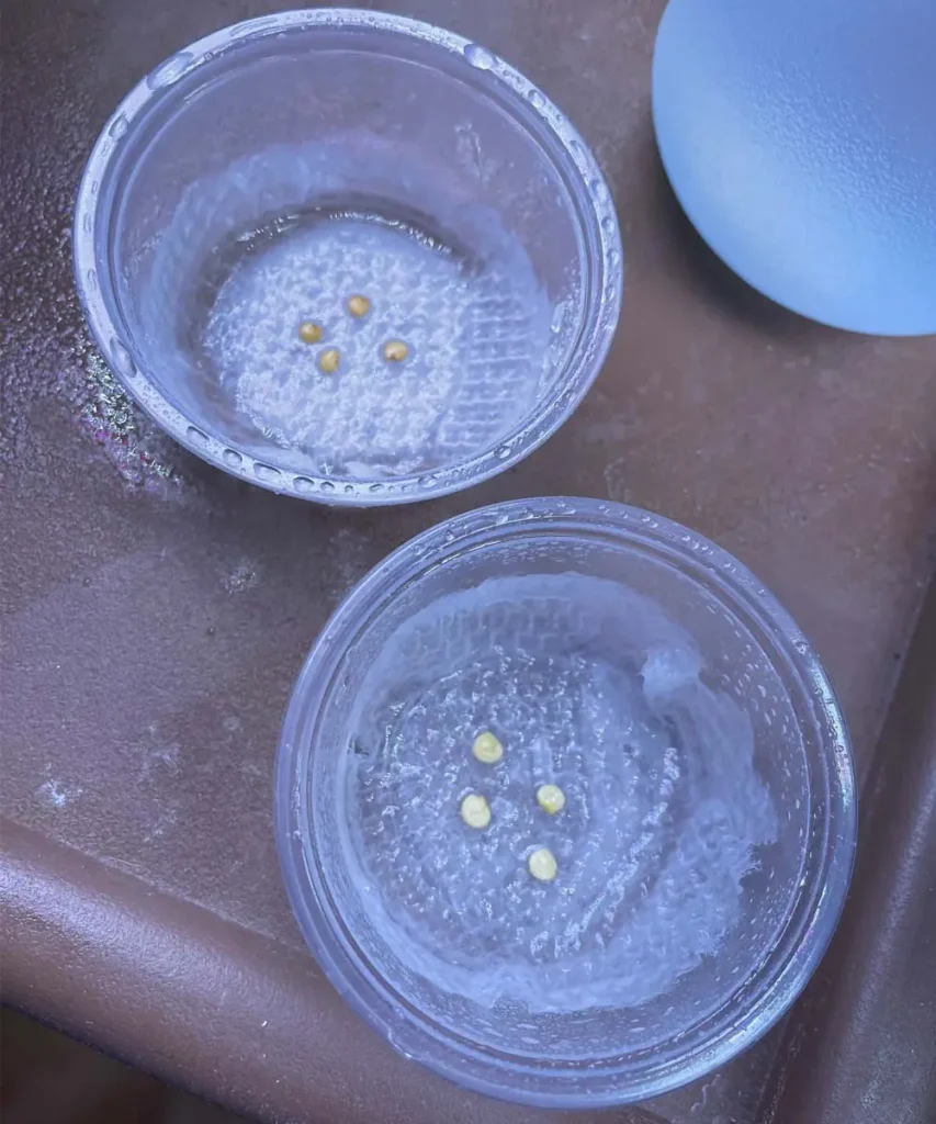 Two small, clear plastic cups containing Nigral eggplant seeds resting on moist white paper towels for day one of hydroponic germination.