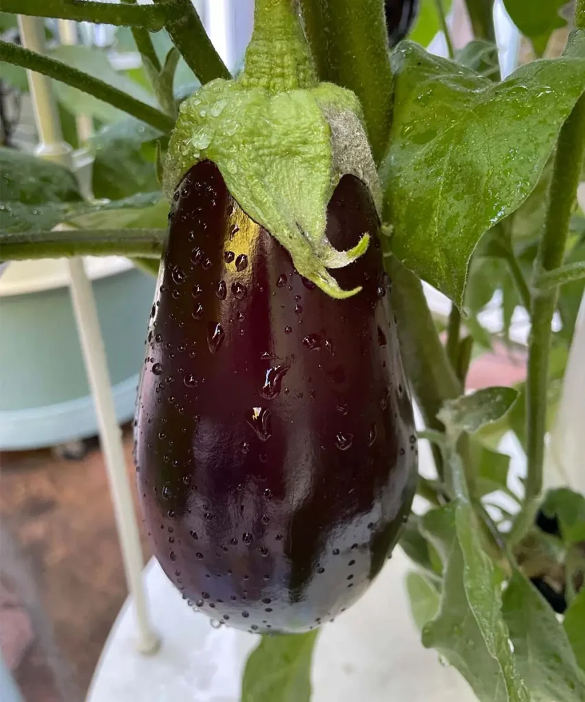 A large, plump, and incredibly glossy dark purple Nigral eggplant covered in water droplets, hanging ready for harvest from a vertical Tower Garden on Day 72.