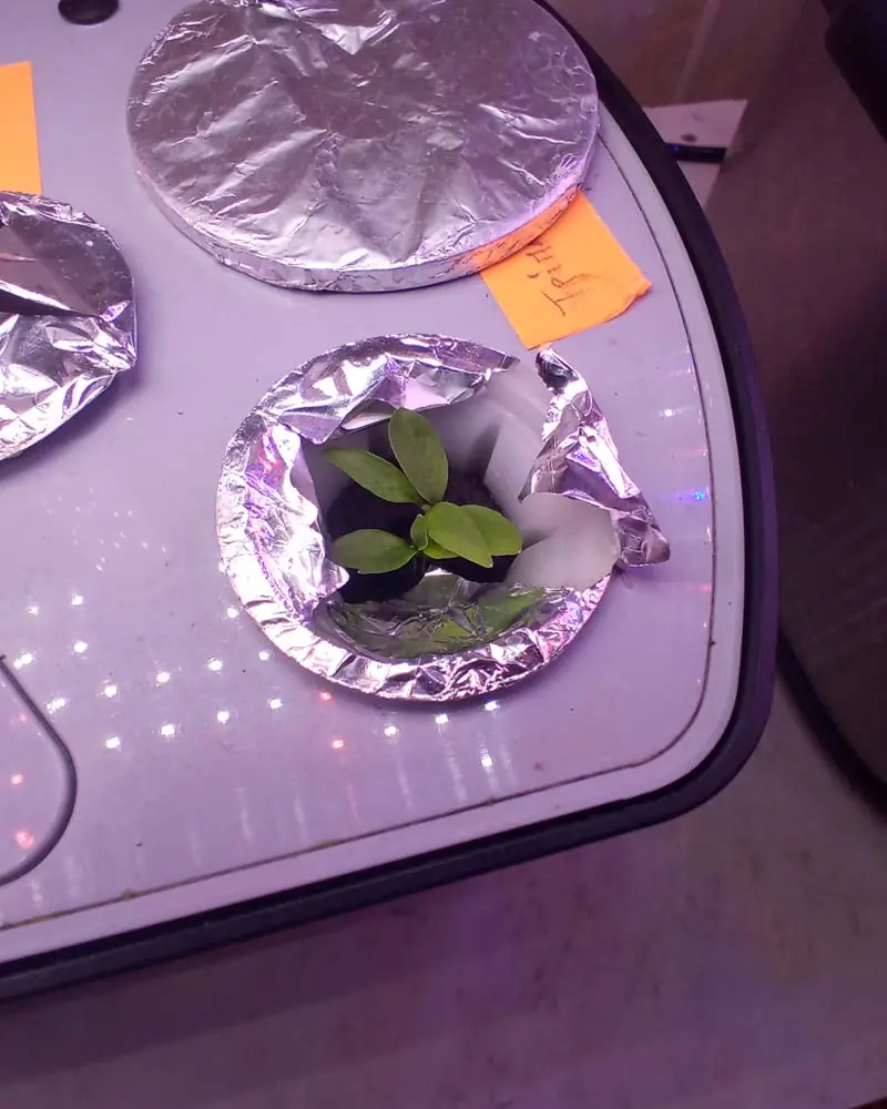 growing-parsley-in-the-aerogarden-harvest-day-17