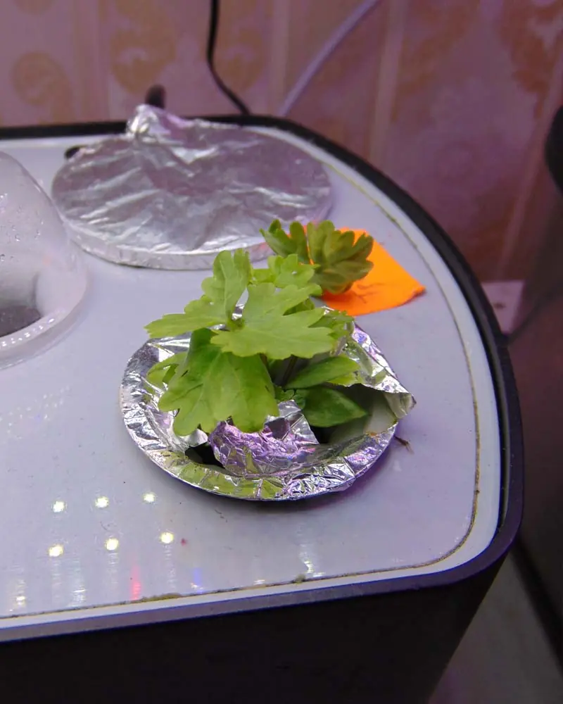 growing-parsley-in-the-aerogarden-harvest-day-23