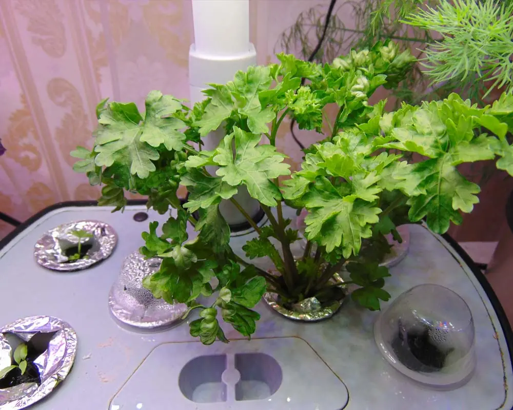 growing-parsley-in-the-aerogarden-harvest-day-35