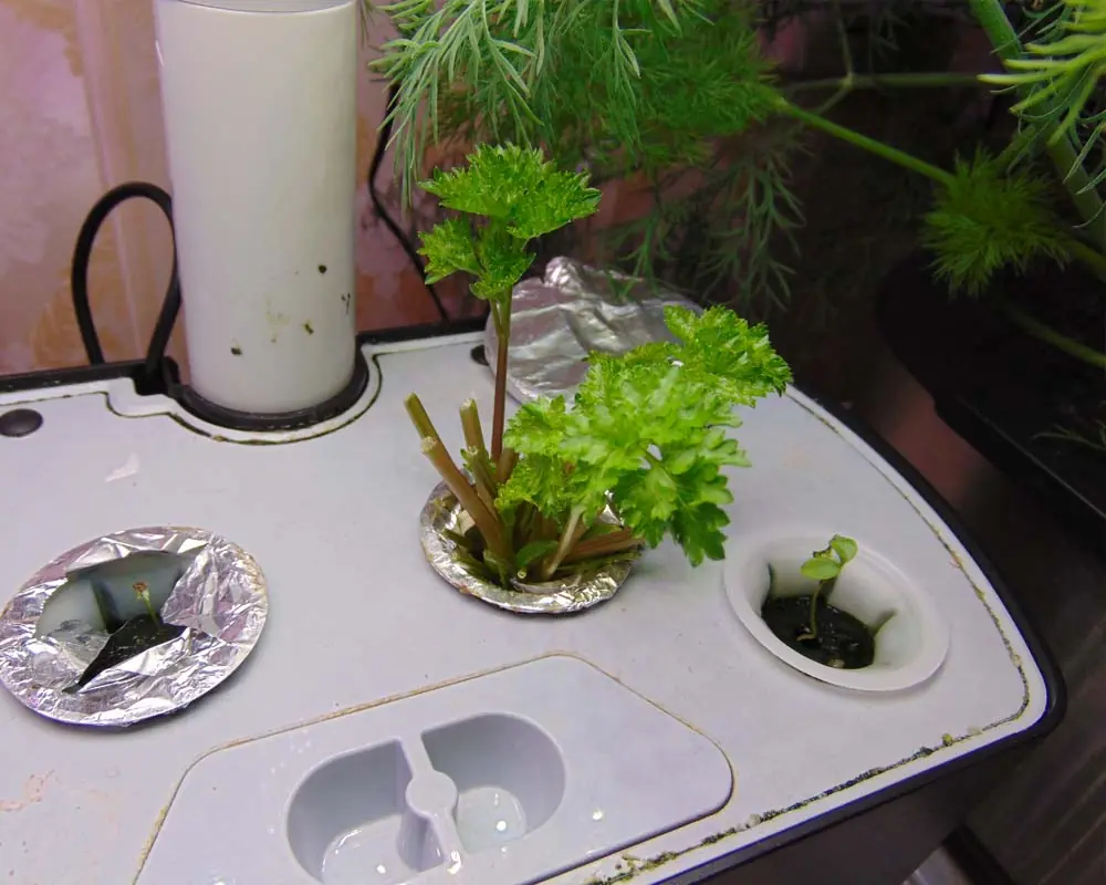 growing-parsley-in-the-aerogarden-harvest-day-43