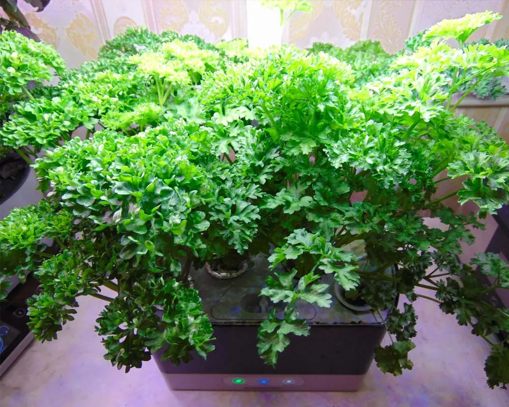 growing-parsley-in-the-aerogarden-harvest-day-50