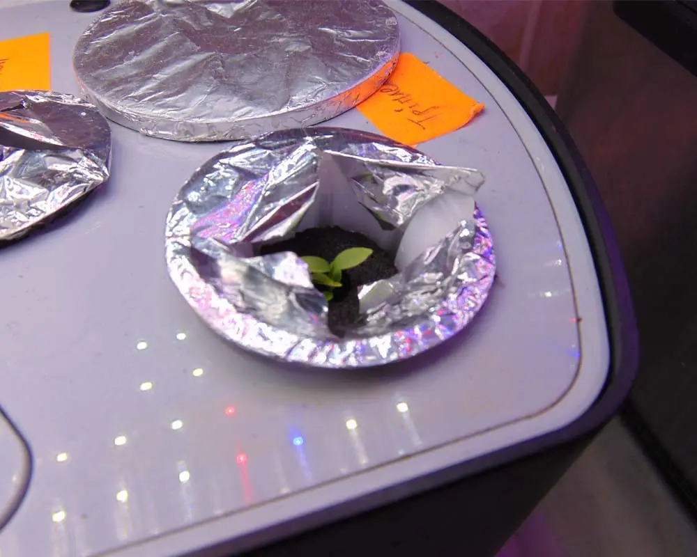growing-parsley-in-the-aerogarden-harvest-day-8