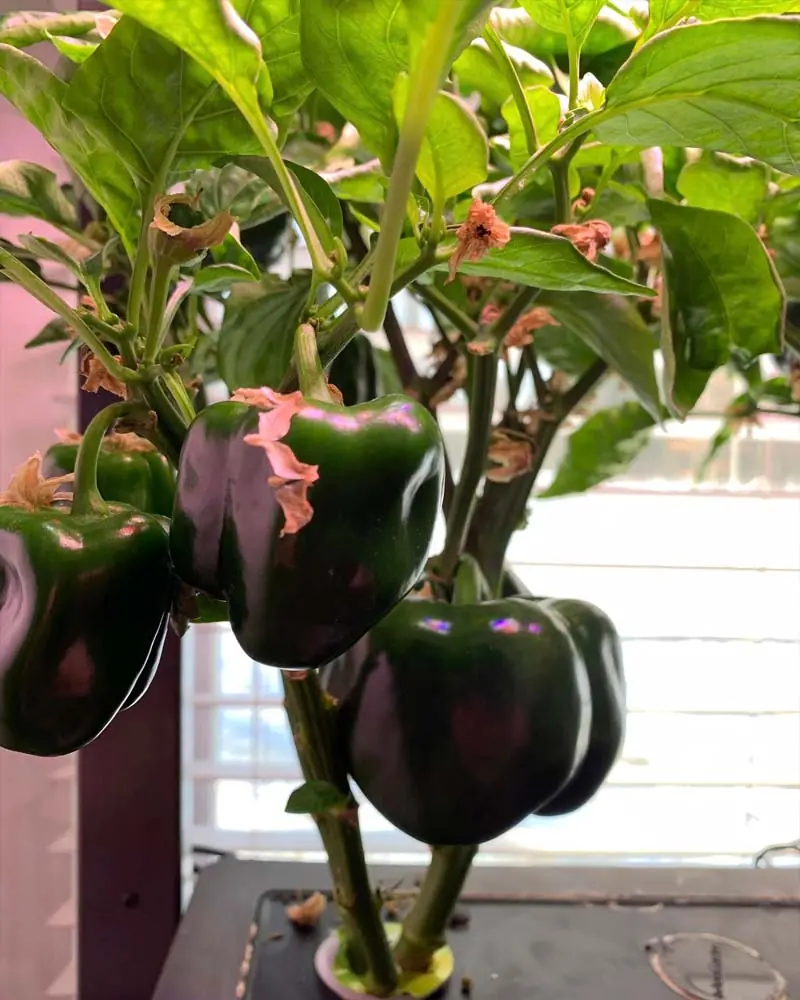 Growing Sweet Peppers in the AeroGarden Farm 24 XL day 119