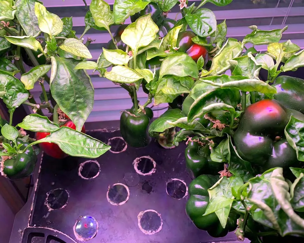 Growing Sweet Peppers in the AeroGarden Farm 24 XL day 152