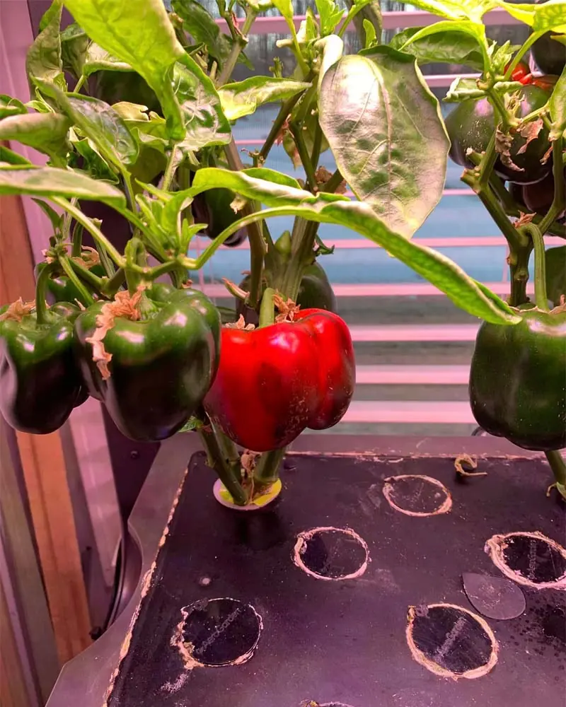 Growing Sweet Peppers in the AeroGarden Farm 24 XL day 152
