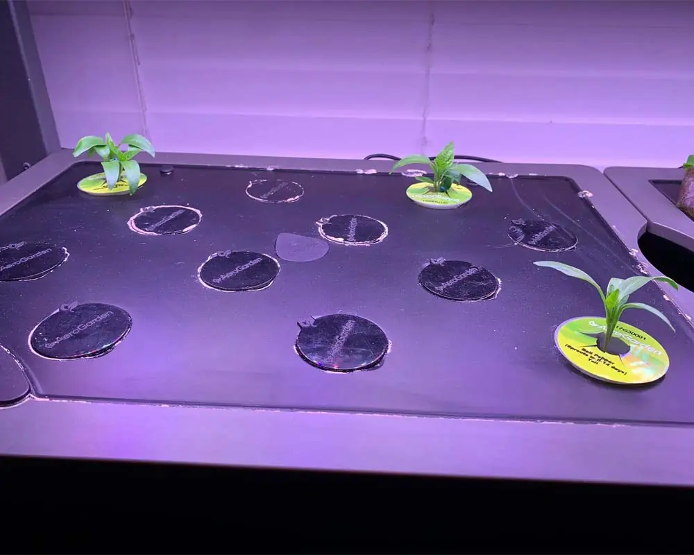 Growing Sweet Peppers in the AeroGarden Farm 24 XL Day 21