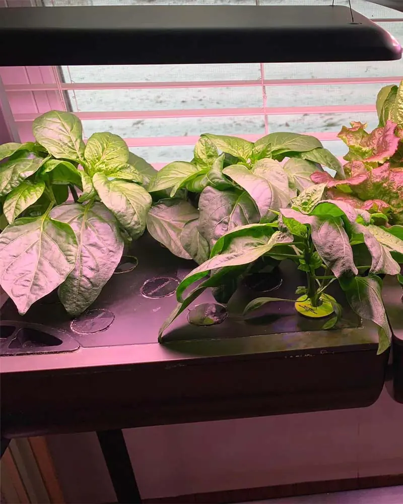Growing Sweet Peppers in the AeroGarden Farm 24 XL Day 40