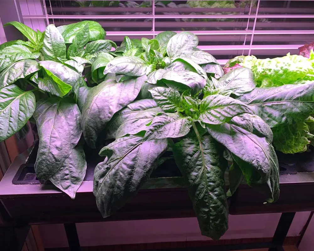Growing Sweet Peppers in the AeroGarden Farm 24 XL Day 51
