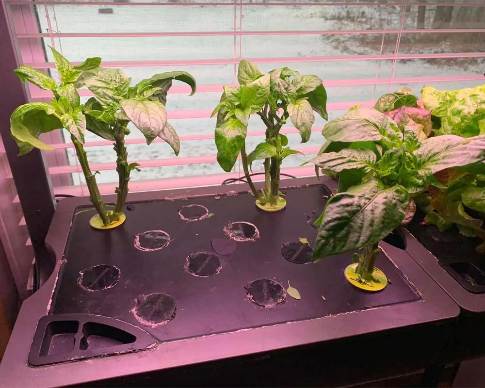 Growing Sweet Peppers in the AeroGarden Farm 24 XL Pruning