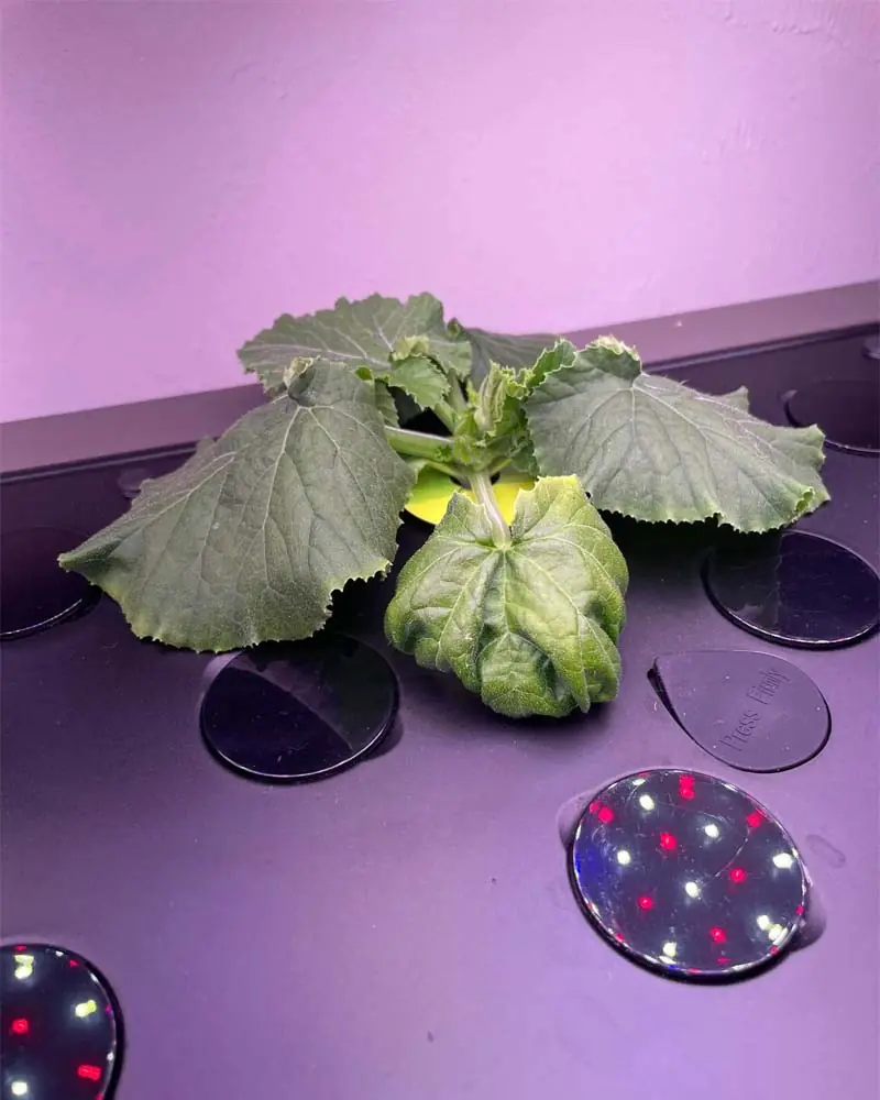 growing-zucchini-in-aerogarden-farm12xl-day-21